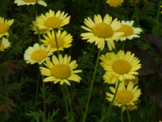 Anthemis  'E.C. Buxton' bestellen